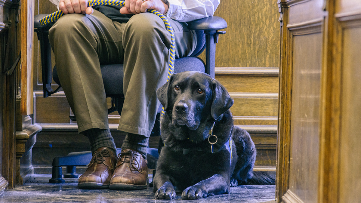Facility dog Molly provides support during a court hearing.